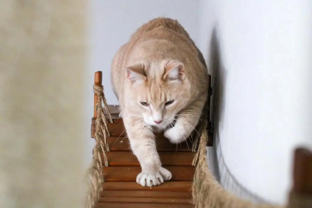 Cat Bridge Wall-Mounted Play and Lounge Toy Cat Tree Tower Alternative for Pets