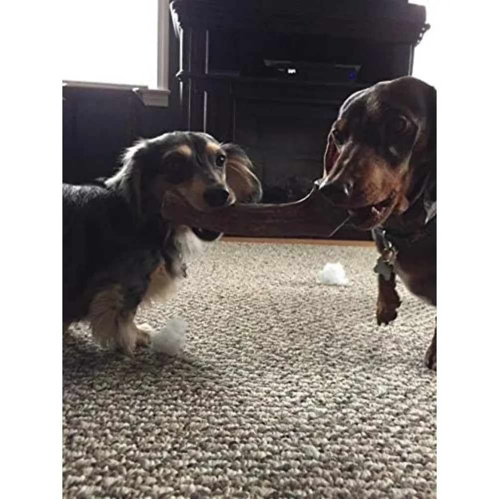 Medium Whole Elk Antler 2 Pack - Elk Antler Dog Chew - Grade A Premium - Organic - Made in USA - No Mess