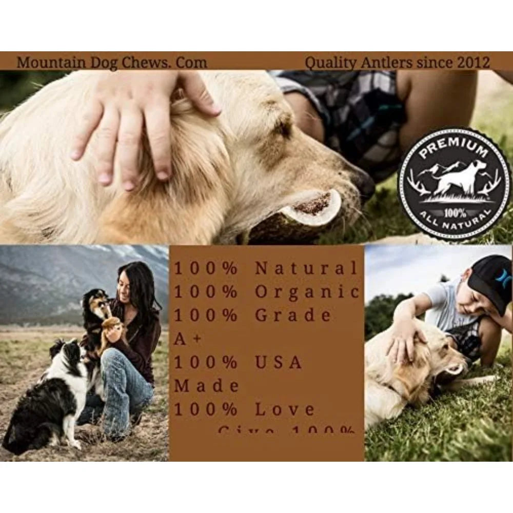 Medium Whole Elk Antler 2 Pack - Elk Antler Dog Chew - Grade A Premium - Organic - Made in USA - No Mess